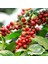 10 Adet Kendine Verimli Coffea Arabica Kahve Fidesi Bedava Kargo 1