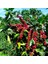 3 Adet Kendine Verimli Coffea Arabica Kahve Fidesi Bedava Kargo 4