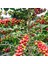 50 Adet Kendine Verimli Coffea Arabica Kahve Fidesi Bedava Kargo 3