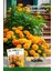 Patika Botanik 50 Adet Bodur Kadife Çiçek Tohumu (Tagetes L.) 4