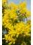 2 Yaşında Tüplü Mimoza Çiçeği (Acacia Dealbata) Fidanı - Bahçeniz Için Zarif ve Parlak Sarı Çiçekler 3
