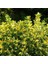 2 Yaşında Tüplü Saksılı Altuni Taflan (Euonymus Japonicus 'aureomarginatus') Fidanı - Bahçeniz Için Zarif ve Göz Alıcı Bir Seçim 1