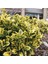 2 Yaşında Tüplü Saksılı Altuni Taflan (Euonymus Japonicus 'aureomarginatus') Fidanı - Bahçeniz Için Zarif ve Göz Alıcı Bir Seçim 2