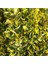 2 Yaşında Tüplü Saksılı Altuni Taflan (Euonymus Japonicus 'aureomarginatus') Fidanı - Bahçeniz Için Zarif ve Göz Alıcı Bir Seçim 3