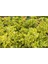 2 Yaşında Tüplü Saksılı Altuni Taflan (Euonymus Japonicus 'aureomarginatus') Fidanı - Bahçeniz Için Zarif ve Göz Alıcı Bir Seçim 4