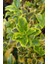 2 Yaşında Tüplü Saksılı Altuni Taflan (Euonymus Japonicus 'aureomarginatus') Fidanı - Bahçeniz Için Zarif ve Göz Alıcı Bir Seçim 5
