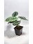 Alocasia Baginda Silver Dragon 1