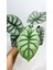 Alocasia Baginda Silver Dragon 2