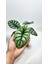 Alocasia Baginda Silver Dragon 5