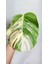 Plant Momzie Monstera Deliciosa 'albo Variegata' 4