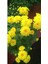 Sarı Kasımpatı Krizantem Chrysanthemum Çiçeği 10-20 cm 1