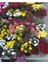 Sarı Kasımpatı Krizantem Chrysanthemum Çiçeği 10-20 cm 2