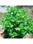 Sarı Kasımpatı Krizantem Chrysanthemum Çiçeği 10-20 cm 3