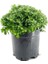 Sarı Kasımpatı Krizantem Chrysanthemum Çiçeği 10-20 cm 4