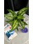 Aglaonema Pınk Prıncess-Yeşil Ofis Salon Bitkisi 2