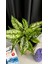 Aglaonema Pınk Prıncess-Yeşil Ofis Salon Bitkisi 3