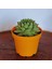 Ömürçiçeği/Enginar Sukulent (Sempervivum Tectorum) 2