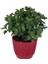 Saksıda Bordo Kasımpatı Çiçeği (Chrysanthemum) 10-20 cm 1