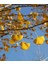 3 Adet 2 Yaşında Tüplü Mabet Ağacı (Ginkgo Biloba) Fidanı - Bahçeniz Için Zarif ve Tarihi Bir Seçim 5