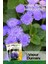 100 Adet Vapur Dumanı (Ageratum Houstanianum) Çiçek Tohumu 2