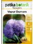 100 Adet Vapur Dumanı (Ageratum Houstanianum) Çiçek Tohumu 1