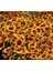 Patika Botanik 100 Adet Kız Gözü (Coreopsis Tinctoria) Çiçek Tohumu 4