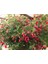 Fuchsia Küpeli Çiçeği 10-20 cm 1