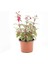 Fuchsia Küpeli Çiçeği 10-20 cm 2