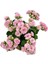 Kalanchoe (Kalanşo) Pembe 10-20 cm 1