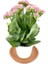 Kalanchoe (Kalanşo) Pembe 10-20 cm 2