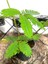 Küstüm Çiçeği Mimosa Pudica 10-20 cm 1