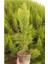 Limon Çamı/servi 1 Adet Saksılı/tüplü 30-60 cm Dış Mekan Bitkisi (Cupressus Macrocarpa) 3