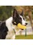 Köpek Diş Sağlığına Yardımcı Mısır Çekiştirme ve Isırma Oyuncağı Düdüklü 5