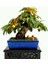 Erik Bonzai Ağacı Tohumu 2 Adet Bonsai Ağacı Tohumu 1