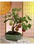 Bodur Siyah Incir Bonzai Ağacı Tohumu 5 Adet Tohum Bonsai Ağacı Tohumu 1