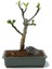 Bodur Siyah Incir Bonzai Ağacı Tohumu 5 Adet Tohum Bonsai Ağacı Tohumu 3