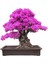 Bodur Mersin Bonzai Ağacı Tohumu 5 Adet Bonsai Ağacı Tohumu 1
