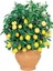 Bodur Bonsai Limon Ağacı Tohumu 5 Adet Tohum + Saksı Toprak + Sürpriz Hediye Tohum 3
