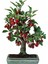 Kiraz Bonzai Ağacı Tohumu 5 Adet Bonsai Ağacı Tohumu 1