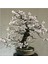 Kiraz Bonzai Ağacı Tohumu 5 Adet Bonsai Ağacı Tohumu 2