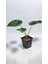 Plant Momzie Alocasia Baginda Dragon Scale 1