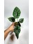 Plant Momzie Alocasia Baginda Dragon Scale 2