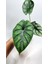 Plant Momzie Alocasia Baginda Dragon Scale 3