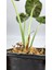 Plant Momzie Alocasia Baginda Dragon Scale 4