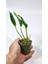 Plant Momzie Epipremnum Aureum Shangri-La (Godzilla) 5,5 cm 4