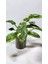 Plant Momzie Philodendron Ring Of Fire 1