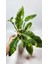 Plant Momzie Philodendron Ring Of Fire 2