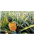 Tropikal Ananas Meyvesi Tohumu 5 Adet 2