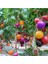 Gökkuşağı Cherry Domates Tohumu Regarenk Domates Tohumu 10 Tohum + Saksı Toprak 1