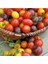Gökkuşağı Cherry Domates Tohumu Regarenk Domates Tohumu 10 Tohum + Saksı Toprak 3